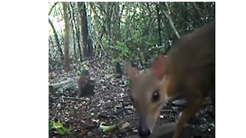Faceți cunoștință cu „Șoarecele-Căprioară. Mamiferul care s-a crezut pierdut de 30 de ani | VIDEO