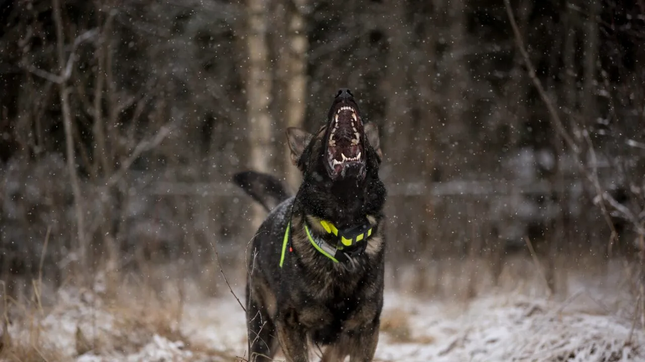 Și-a găsit sfârșitul în chinuri groaznice! Un bărbat a murit sfâșiat de câini