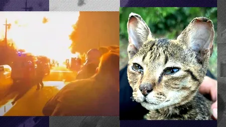 „Crevete nu se predă, deci nici noi nu o putem face”. Povestea motanului care a supraviețuit ca prin minune în urma exploziilor de la Crevedia