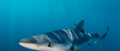 Doi copii au fost atacați de rechini în statul New York