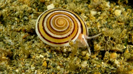 Veninul melcilor marini, un analgezic puternic și promițător - studiu
