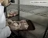 „Pitești, Pitești, uite ce mănânci!” ANPC a împărțit amenzi, în Argeș, de 300.000 lei