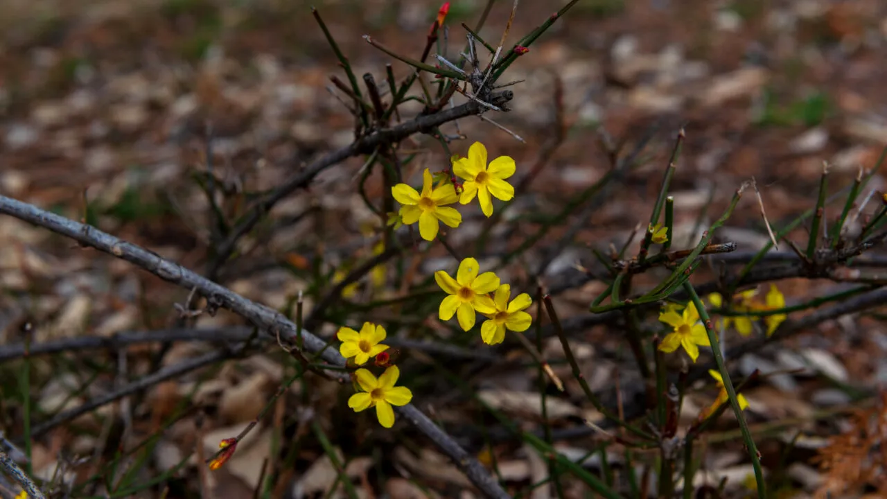 Cum să îngrijești corect IASOMIA de iarnă, planta care înflorește în sezonul rece. Sfaturi utile pentru de la specialiști