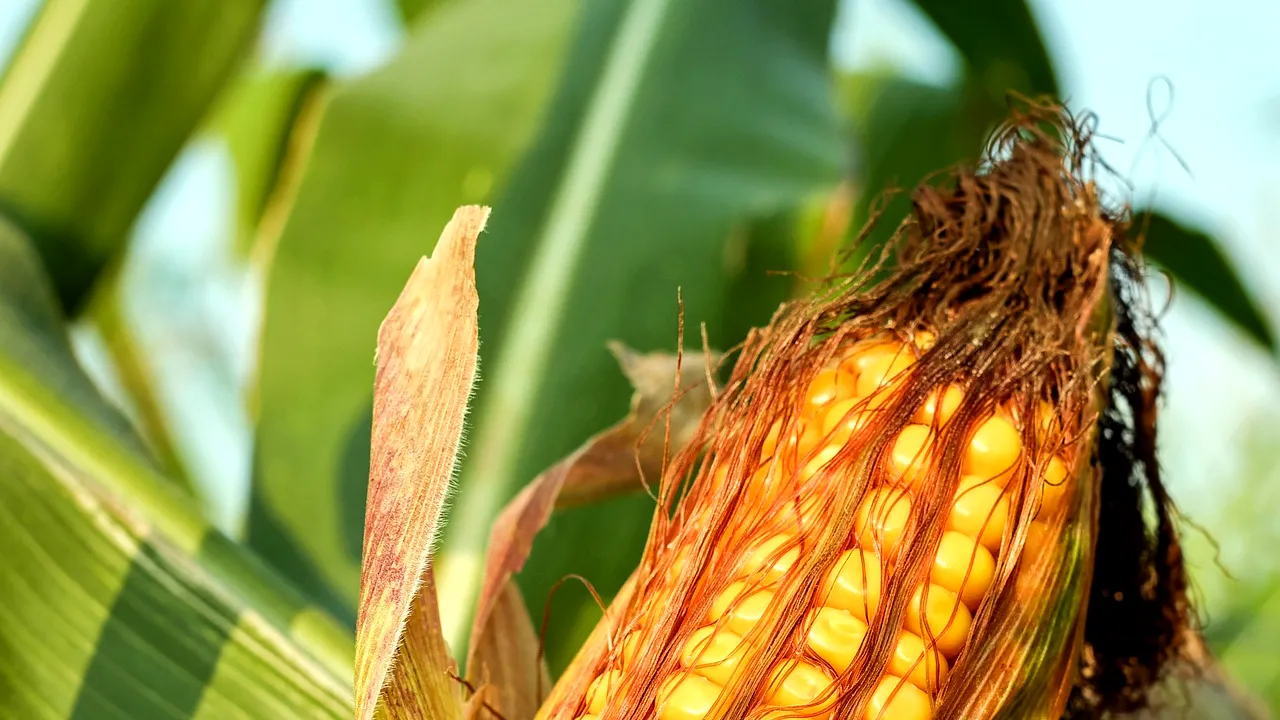 CLASAMENT: România pierde poziția de lider în topul producătorilor de porumb din UE. Seceta de anul trecut a redus producția cu 40% față de 2019