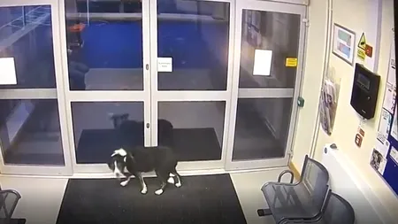 VIDEO | Un câine pierdut s-a dus singur la secția de poliție. Imagini virale