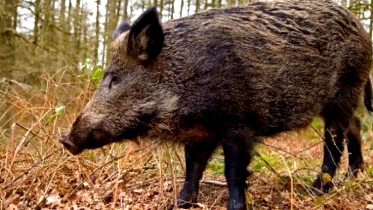 Porc mistreț în parcul central din Otopeni. Mesaj RO-ALERT pentru locuitori: 