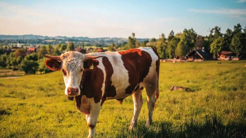 SPRIJIN: APIA a început autorizarea la plată a Ajutoarelor Naţionale Tranzitorii pentru sectorul vegetal şi zootehnic. Care este noul sprijin care se va acorda crescătorilor de bovine