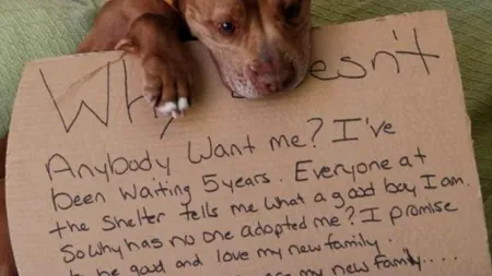 Șeful unui adăpost din New York a postat acest mesaj pe Facebook. Ce s-a întâmplat la scurt timp 