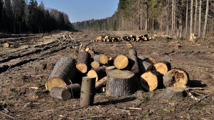 Paltin Sturdza, beneficiarul celor peste 40.000 de hectare de pădure care ar fi fost retrocedate ilegal, audiat la DNA Brașov 