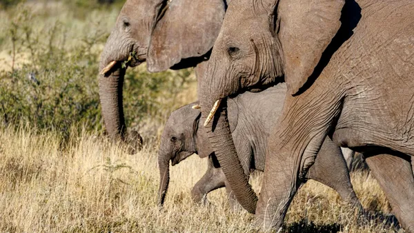 Cea mai nouă vedetă de la grădina zoologică din Washington. Vizitatorii, dați pe spate de un pui rar de elefant