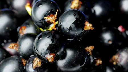 Coacăzele ar putea ajuta la controlarea tensiunii arteriale