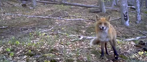 Reacția unei vulpi curioase care a descoperit o cameră de filmare în Parcul Național Semenic - VIDEO