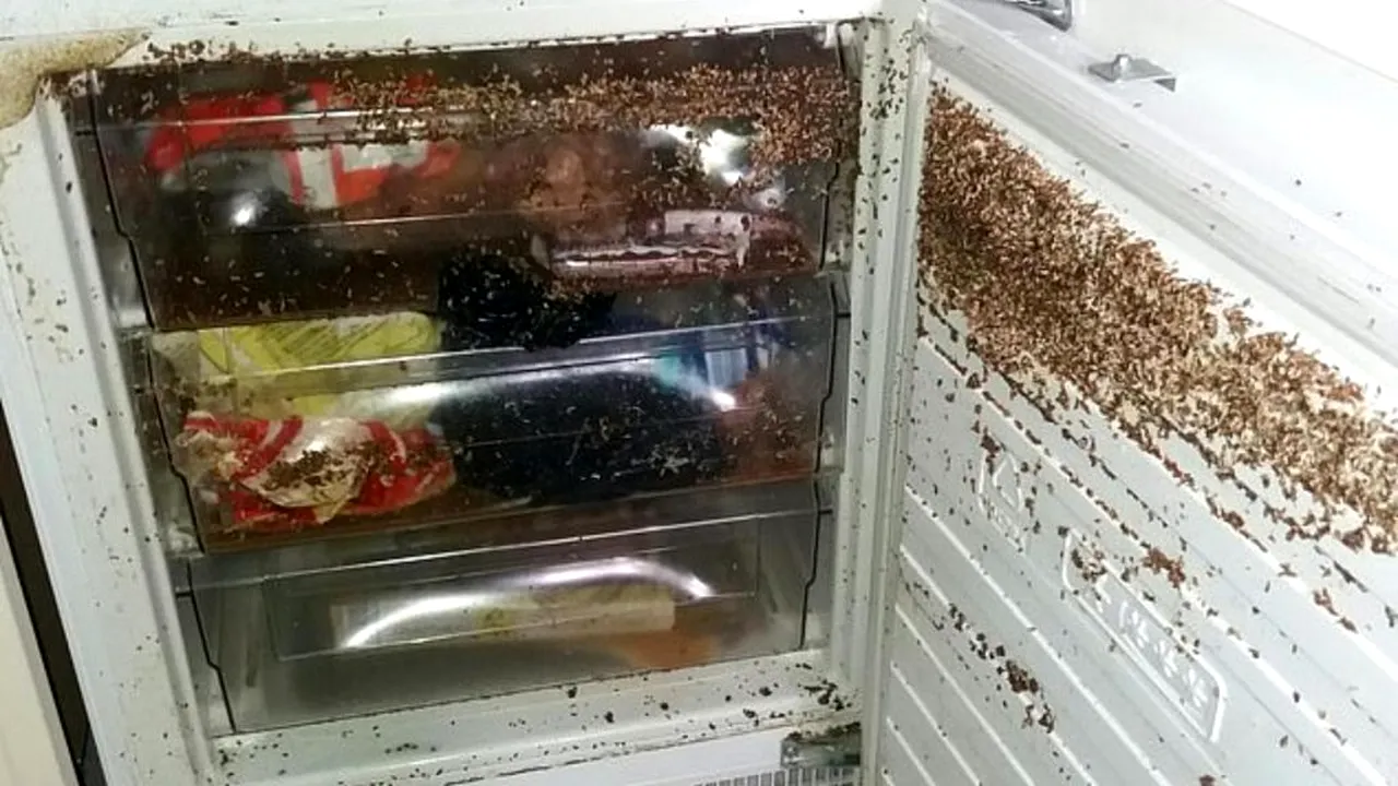 Român evacuat „cu cântec