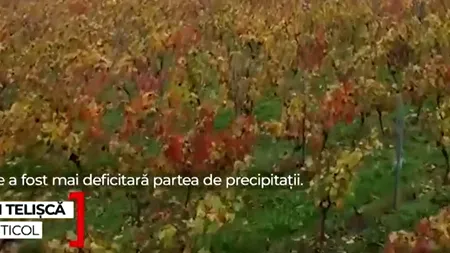 Vin mai scump pe mesele de sărbători. Cât costă în magazinele de specialitate