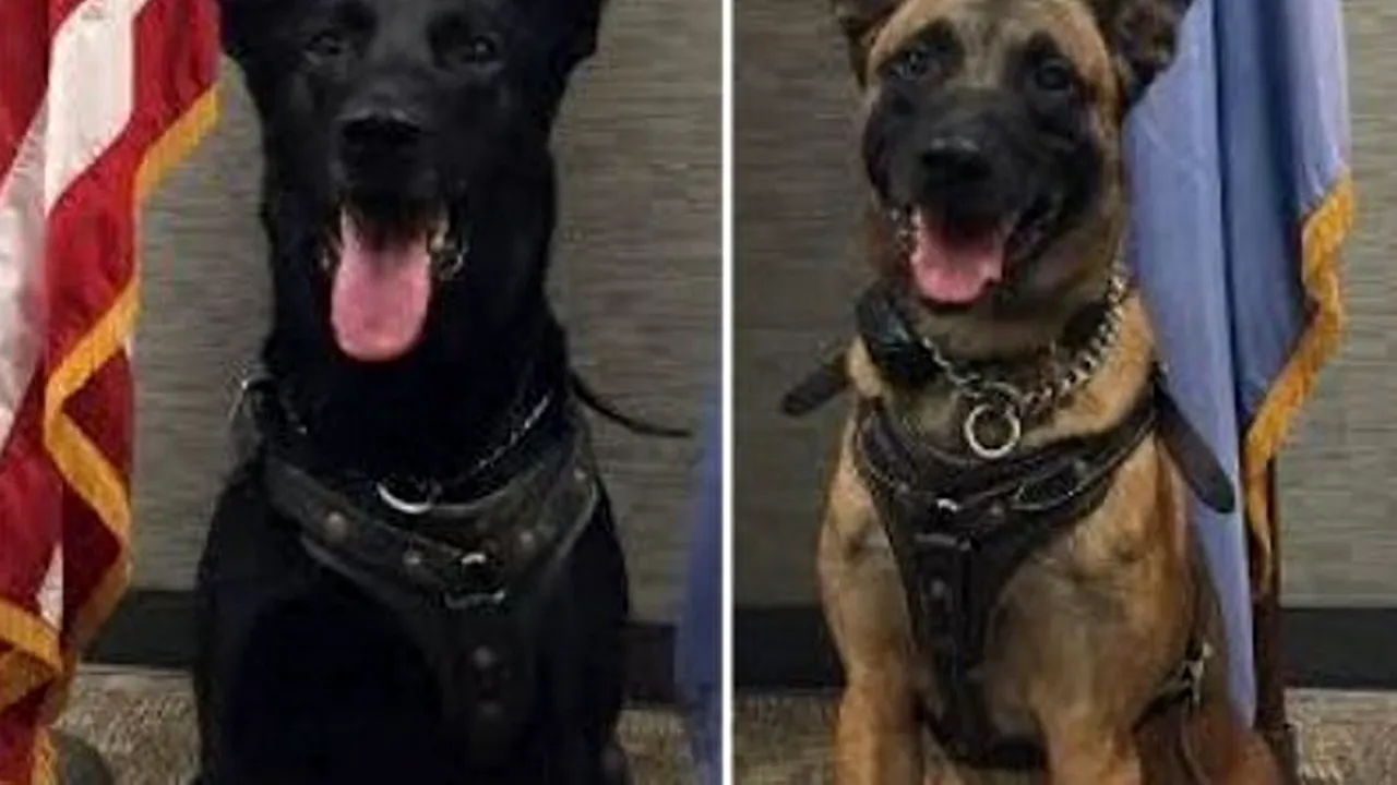 K-9, arma mai puțin cunoscută a Secret Service. Câinii de atac care îl apără pe președintele Barack Obama