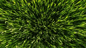 De ce nu e bine să tai GAZONUL în iulie. Specialiștii în horticultură spun că vei vedea imediat efectele