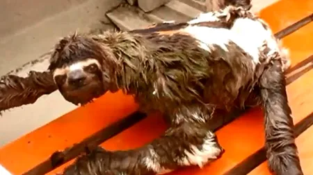 VIDEO. Cum a ajuns cel mai lent animal din lume senzație pe internet