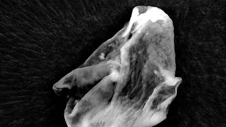 Cercetătorii britanici susțin că au descoperit dovezi privind existența unor forme extraterestre de viață