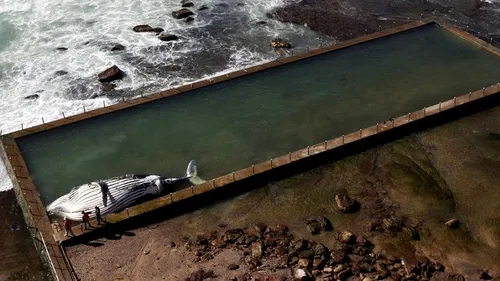 FOTO+VIDEO: O balenă a murit după ce a rămas blocată într-un bazin