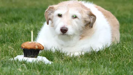 FOTO. Cum arată Daisy, 