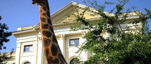Girafa va fi reinstalată joi în fața Muzeului Antipa