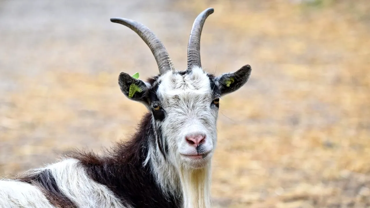 Creșterea păsărilor și a animalelor ar putea fi interzisă în toată Craiova. Edilul Lia Olguța Vasilescu a reacționat la această propunere făcută de un consilier