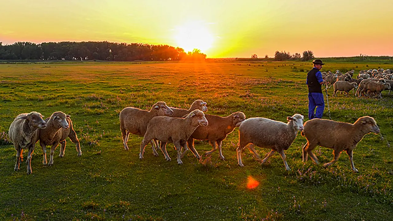 Focar de pestă ovină în Ungaria via România. Mioarele au fost importate din județul Arad. Circulația micilor rumegăroare vii, suspendată în UE