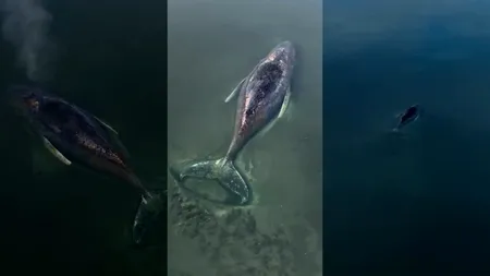 Imagini dramatice cu o balenă cu cocoașă eșuată în Marea Baltică. Ce au decis echipele de salvare după ce au constatat starea critică a animalului