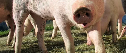 Două noi cazuri de pestă porcină africană la porci domestici și mistreți