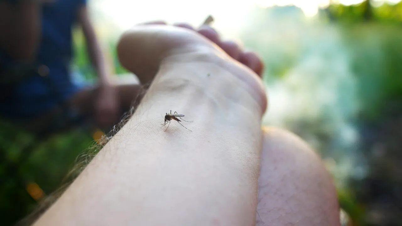 Ce să nu folosești niciodată în casă pentru a omorî insecte. Dr. Radu Țincu avertizează: „Am avut pacienți care au murit după expunere