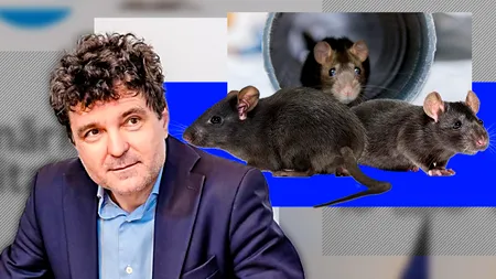 Nicușor Dan a „rezolvat” și ecuația ȘOBOLANILOR din București: „O scădere cam de 20%”. Avocat: „Are un talent cu totul special de a număra rozătoare”
