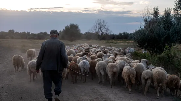 Cioban plătit regește în România. Un crescător de oi caută păstor și oferă beneficii greu de refuzat. Care este oferta de salariu