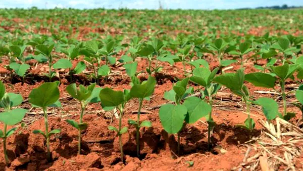Plantele utilizate de China împotriva deșertificării provoacă ALERGII pe scară largă în nordul țării