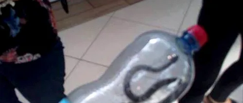 Panică în mall-ul din Târgu-Jiu: Un șarpe a fost descoperit de clienți - FOTO