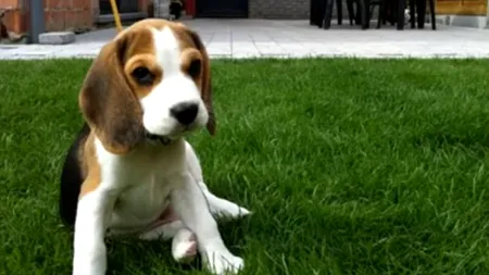 S-a înființat POLIȚIA ANIMALELOR