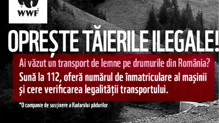 Sună la 112 pentru BRAZII DE CRĂCIUN tăiați ilegal! Gândul și WWF susțin campania „Opriți tăierile ilegale!