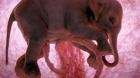 GALERIE FOTO. Animalele, înainte de a veni pe lume