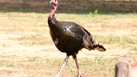 Poliția din Boston se confruntă cu un fenomen bizar: ''Găști'' de curcani sălbatici au invadat orașul și atacă persoanele