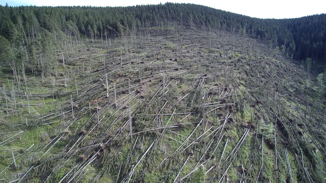 Zeci de mii de hectare de pădure, afectate de fenomenele meteorologice extreme. FOTO