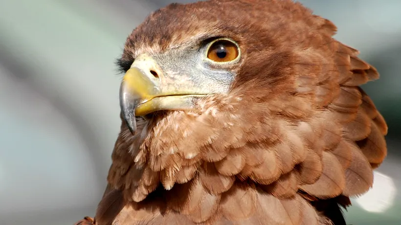 Soluție ingenioasă la o problemă modernă: Vulturii sunt antrenați pentru a vâna drone