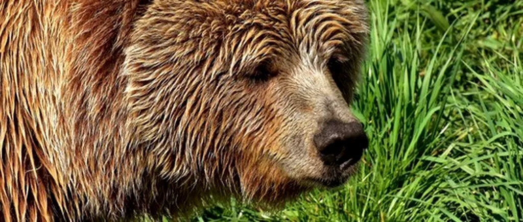 Pierdere de proporții în lumea animalelor. Un urs brun dintr-o subspecie rară a murit în urma unei încercări eșuate de capturare