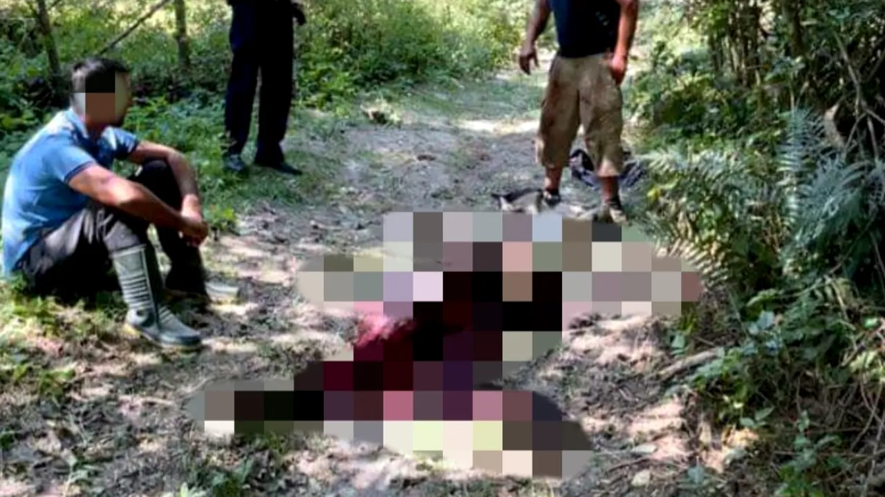 Urs ucis și tranșat de doi braconieri în Dâmbovița. Când au fost prinși, i-au amenințat pe paznici cu un cuțit