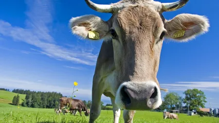 FĂRĂ COARNE! Elvețienii nu vor să plătească pentru coarnele vitelor