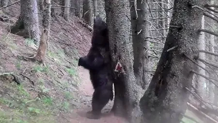 VIDEO spectaculos | Cum a apărut „Ursul Baloo” în pădurile din Parcul Național Piatra Craiului