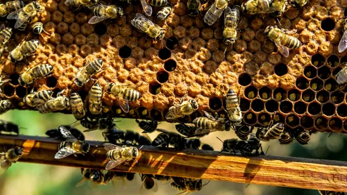 Brașov: O remorcă încărcată cu stupi de albine s-a răsturnat. Traficul a fost blocat