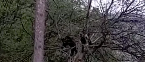 Doi pui de urs care s-au urcat într-un copac din Bușteni au fost goniți cu sirenele - VIDEO