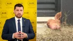 Marius Lulea, plângere penală la poliție, după ce a găsit un cap de porc în fața casei. Reclamă amenințări de tip mafiot