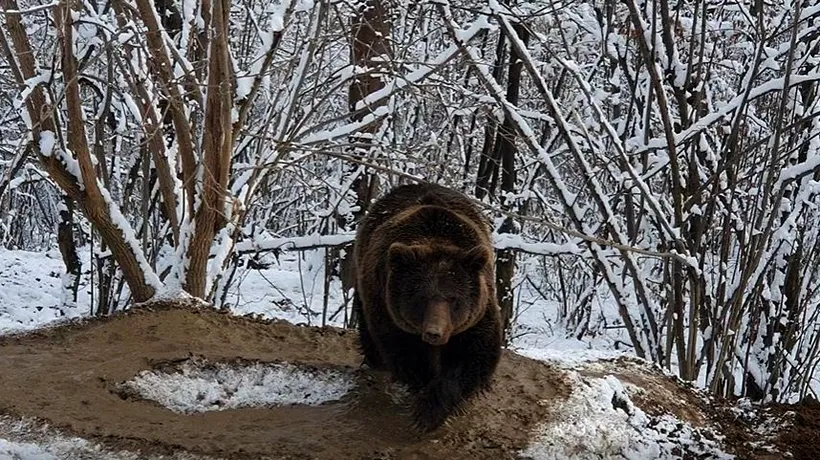 Imagini sfâșietoare: Ina, ursoaica care a fost prizonieră 20 de ani într-o cușcă și acum e liberă, se învârte în continuare într-un cerc (VIDEO)