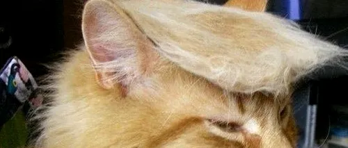 Trump culege roadele strategiei în care a excelat o viață - a pisicii moarte
