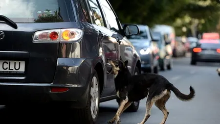 Câinele care a omorât un copil aparținea unui ONG